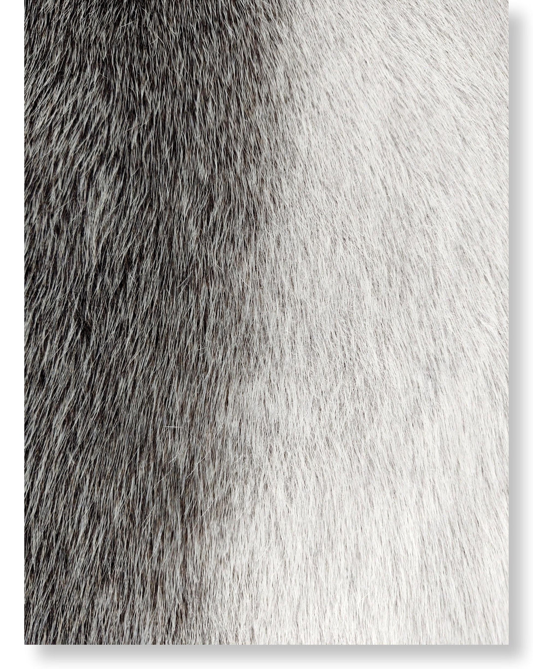 Grønlandsk Blueback sæl skind