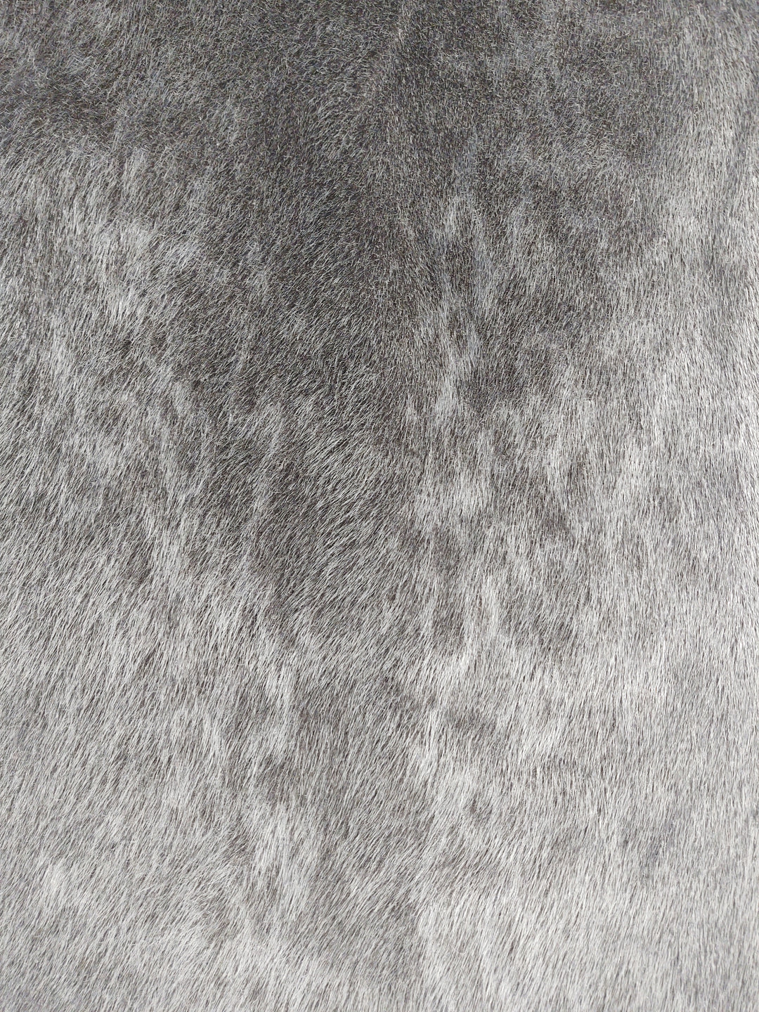 Ringed Seal (Ringsæl) DK Grey - Dressed Fur Skin - Fur | STAMPE PELS