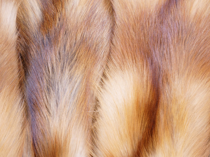 Red Fox - Klädd Pälsskinn - Päls