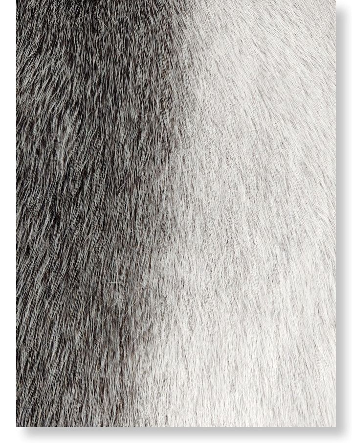 Phoque Blueback Grey/Nature - Peau de fourrure habillée - Fourrure