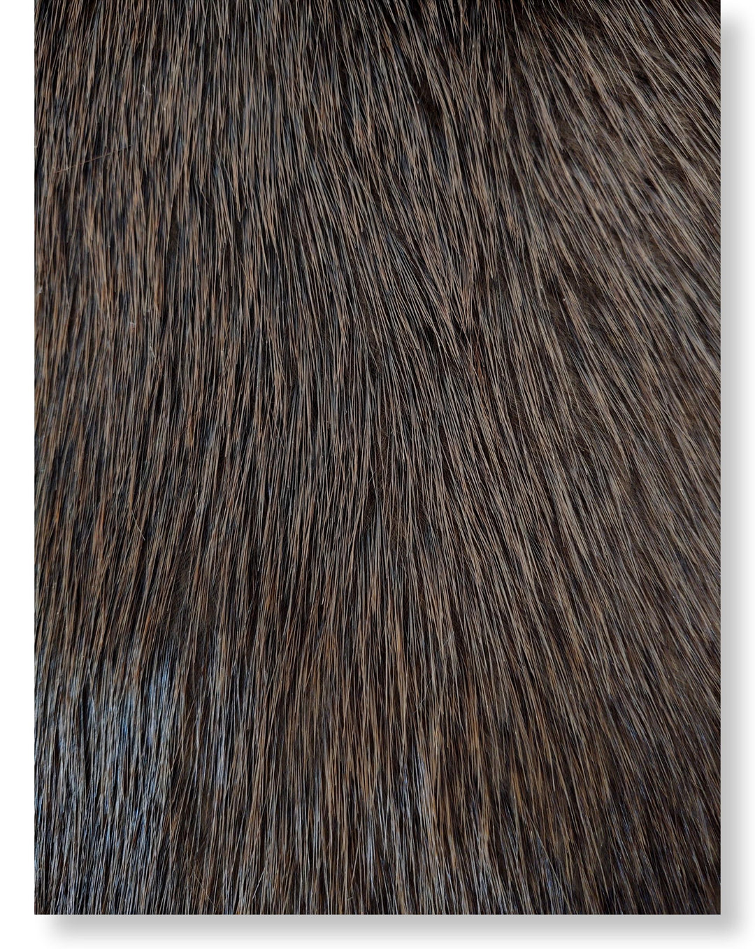 Beaver Brown - Klädd pälsskinn - Päls